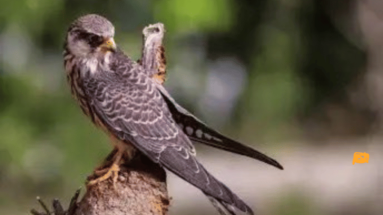 Chiuluan 2: Celebrity Amur Falcon geo-tagged in Manipur returns to Russia after 17,000-km journey