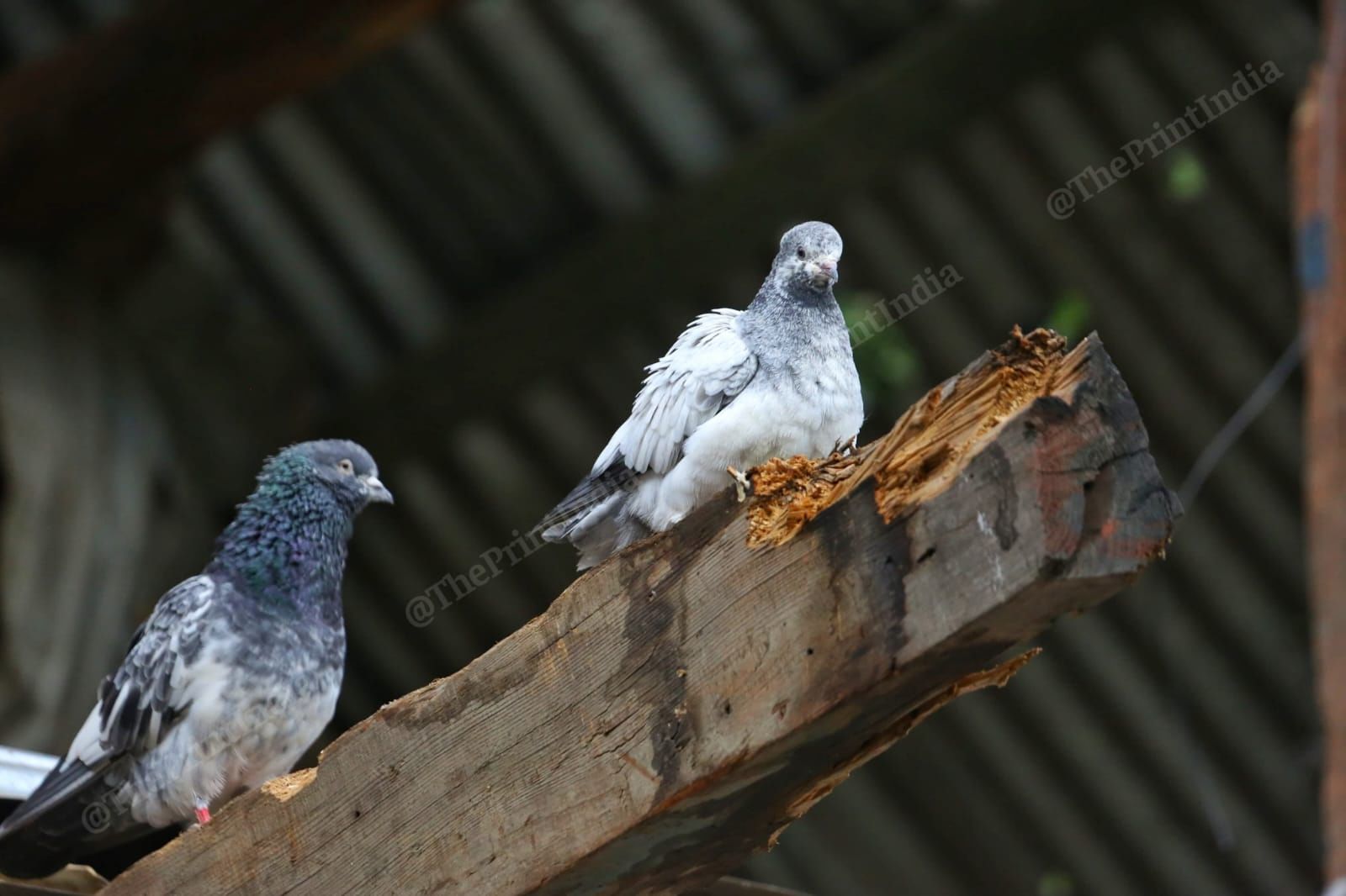 Pigeons, a symbol of peace, sitting on the roof of a house damaged during shelling | Photo: Praveen Jain | ThePrint