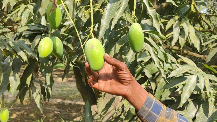 A worker at Rao Arshad's farm in Saharanpur, showing the low yield of mangoes this season because of intermittent showers and hail | Photo: Soumya Pillai, ThePrint