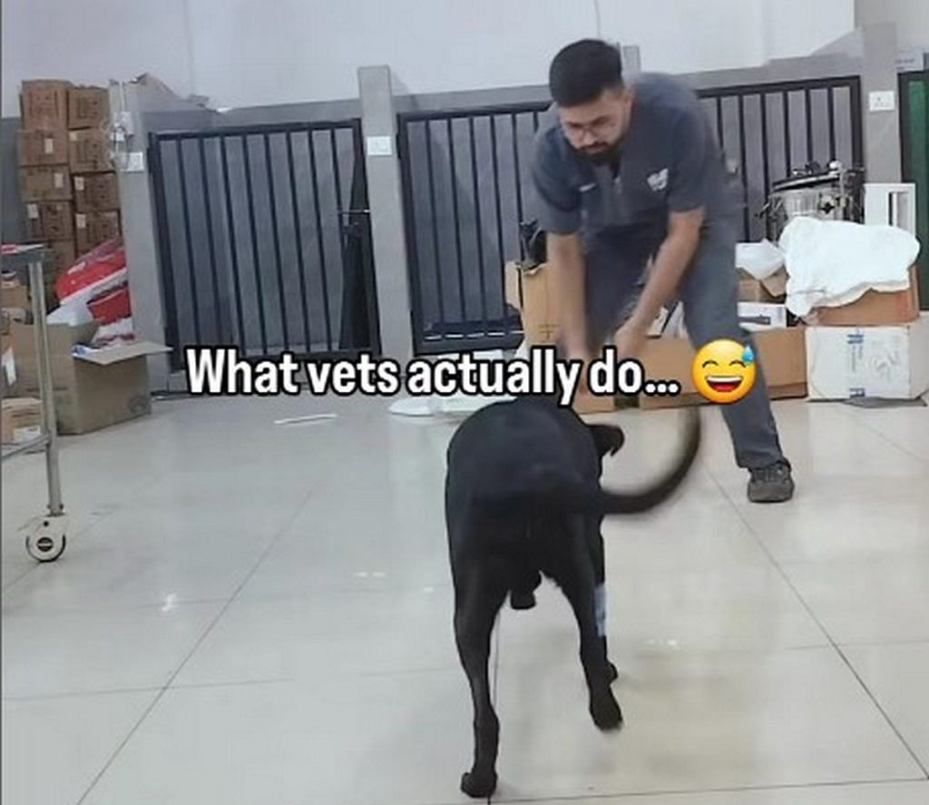 Vets in india 
