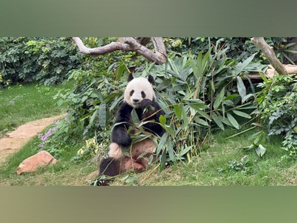 Panda-monium in Hong Kong: Twin Cubs Steal the Spotlight and Spark Citywide Craze