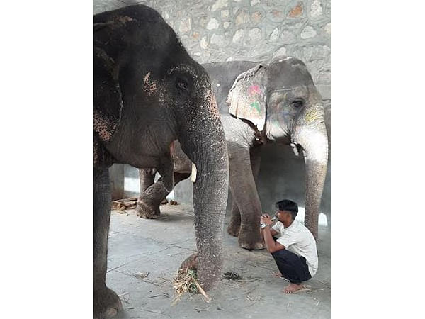 Responsible Human Behaviour Needed to Protect Animals, says World Animal Protection on World Environment Day