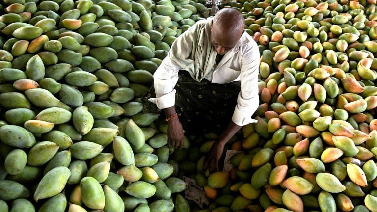 Karnataka protests ‘ban’ on its Totapuri mangoes entering AP, Naidu govt says ‘rescue your own farmers’