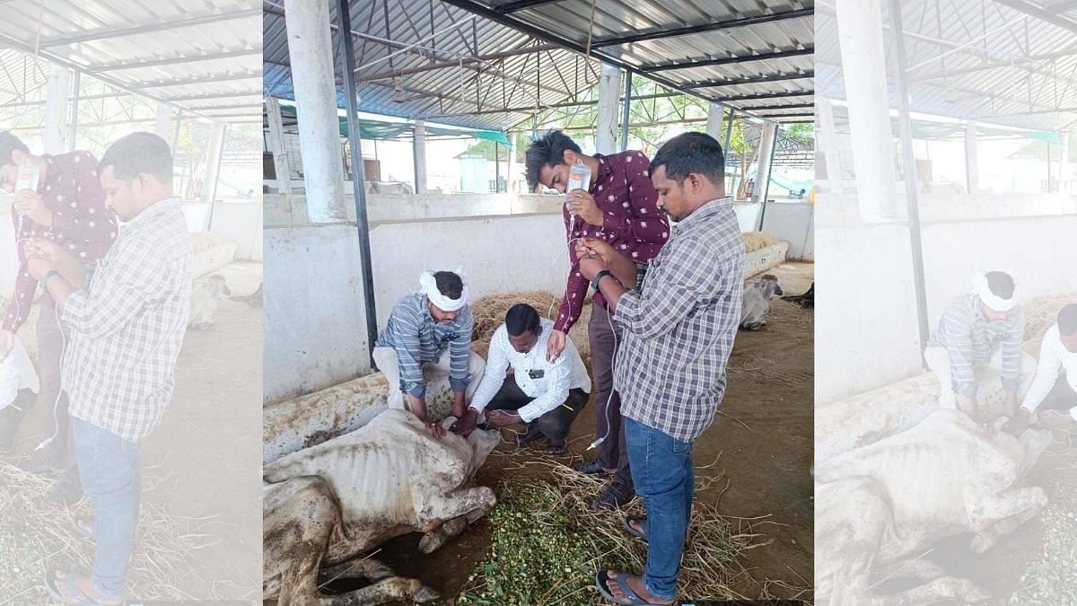 वेमुलावाड़ा मंदिर आश्रय में इलाज करवाते बैल | फोटो: स्पेशल अरेंजमेंट