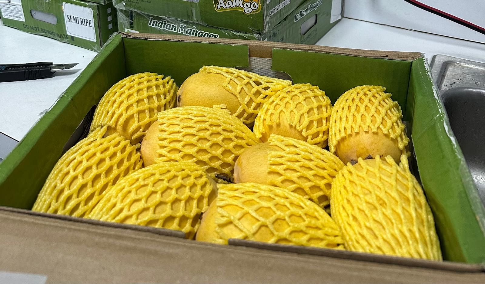 Kesar mango, known for its distinct colour, aroma, and rich, sweet flavour