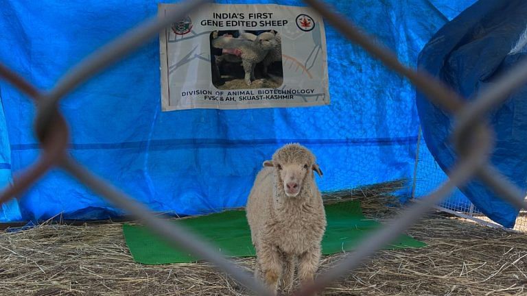 6 years, 400 trials, and a breakthrough—how Kashmir gave India its first gene-edited sheep