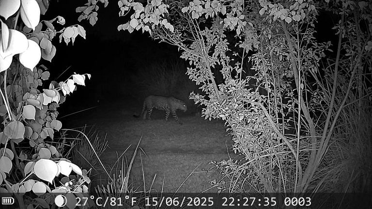 With a leopard on the move in east Delhi, forest officials scout the area to consider rewilding options