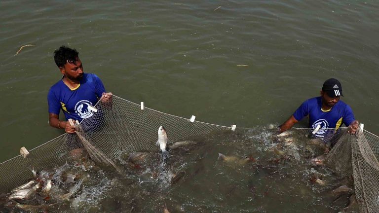 Vegetarian Haryana is leading fish revolution—Katla, Rohu, Mrigal, Pangas, Shrimp