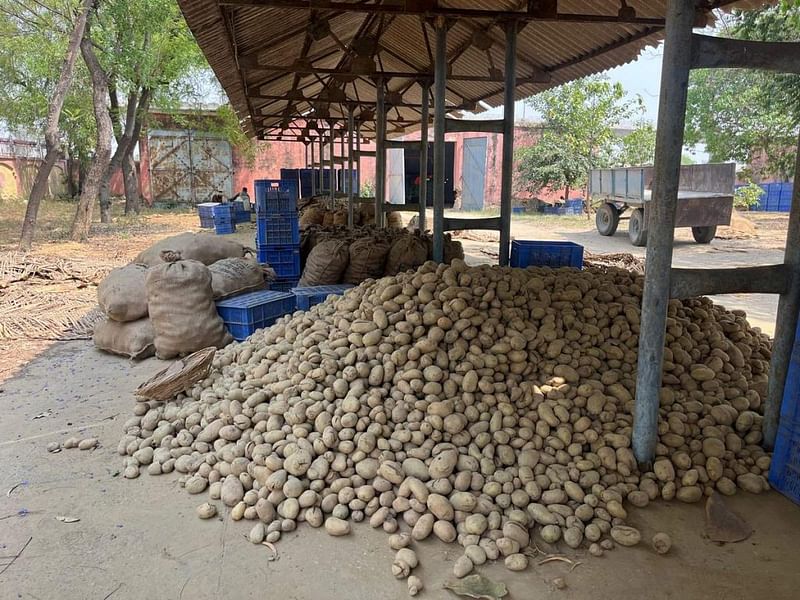 Potatoes at CPRI