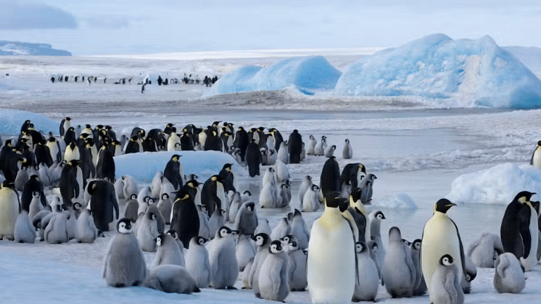 Why Emperor Penguins are in more trouble than we thought