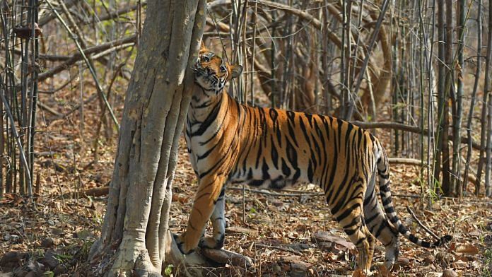 A tiger seen inside the Tadoba-Andhari Tiger Reserve | ANI