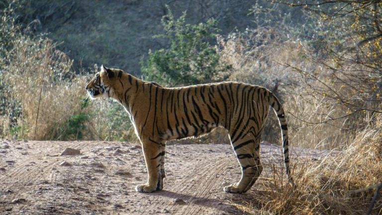 Ranthambore’s queen Arrowhead was an alpha tigress even through illness. ‘She lived a full life’
