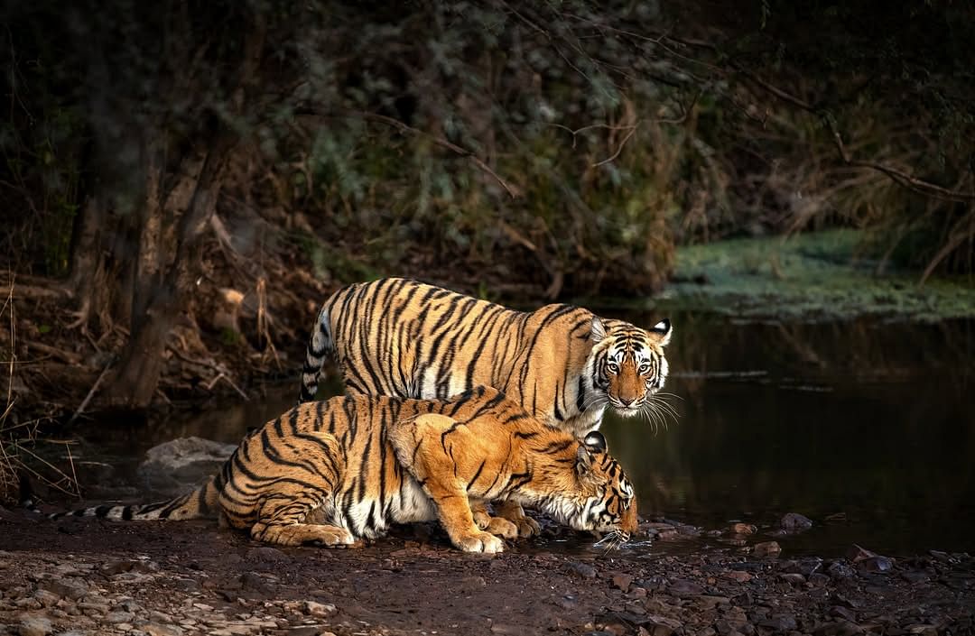 Arrowhead’s Kingdom – A Queen’s Favourite Spot