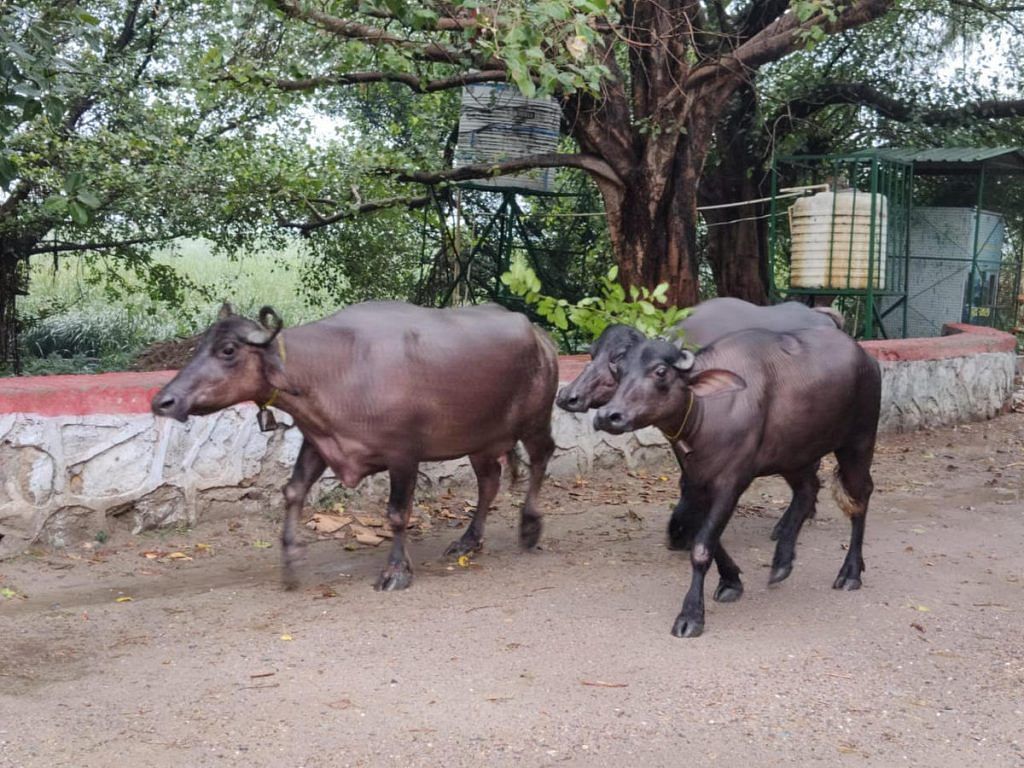 Okhla Bird Sanctuary
