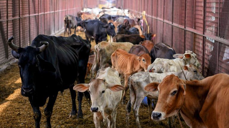 Maharashtra’s cattle trade comes to near standstill as traders allege ‘free rein’ to gau rakshaks
