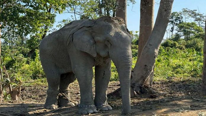 Representational photo of elephant at Vantara | ANI