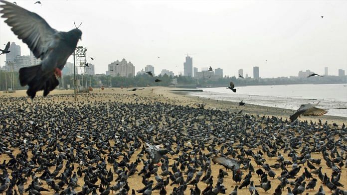 File photo of pigeons gathering at Girgaon Chowpatty in Mumbai | ANI
