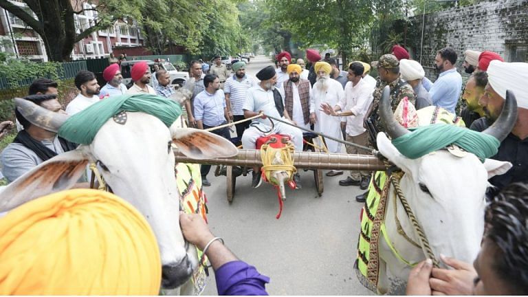 Punjab assembly passes animal welfare bill to resume bullock cart racing. ‘Not cruelty,’ says CM Mann
