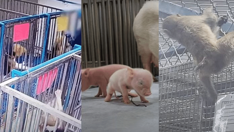 After FIRs & inspections, fate of ‘tortured’ animals at Palamur lab rests on new panel report