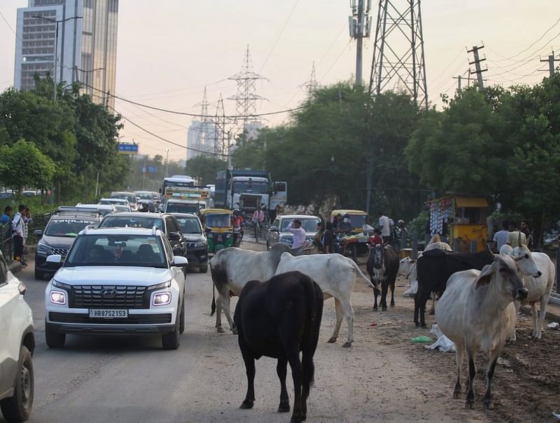 AC कारों में अपने गेटेड अपार्टमेंट्स से बाहर निकलते ही गुरुग्राम के अमीरों का सामना कचरे, गायों और अव्यवस्था से होता है | फोटो: मनीषा मोंडल/दिप्रिंट