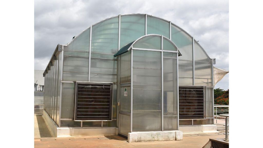 TIGS’ greenhouse is located on the top floor of the building. | Special Arrangement 