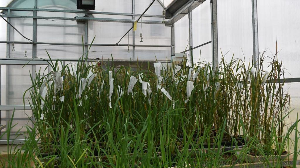 Gene-edited rice plants at TIGS’ greenhouse. | Special Arrangement 