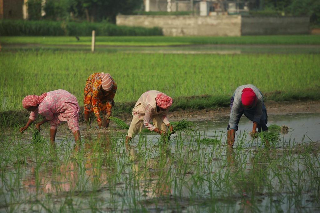 Punjab paddy field 