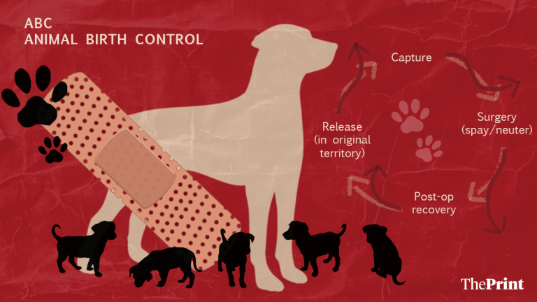 ABC of Animal Birth Control: Why Delhi’s stray dog sterilisation programme isn’t working as it should