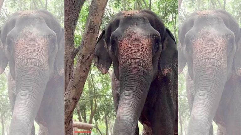 From Nandani village to Vantara, elephant Madhuri’s journey & why it’s caught in a legal tangle