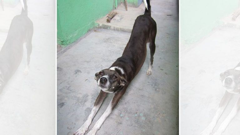 Day after stray dogs order, SC’s circular for its premises—‘leftovers to be disposed of in covered bins’