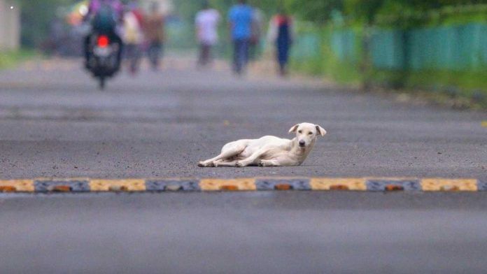 Representational image of a stray dog in Delhi | Ankit Roy | ThePrint