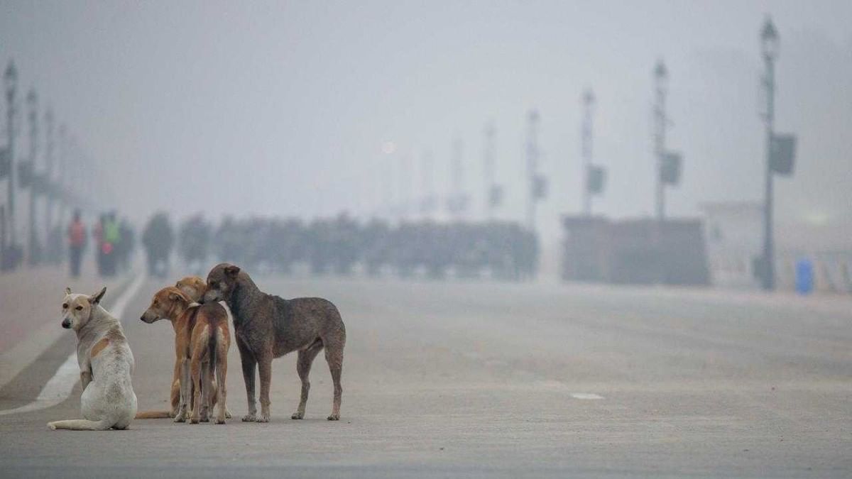 Mass culling to dog tax & abandonment fine, how various countries manage stray dog population