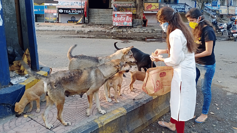 SC orders removal of stray dogs from Delhi-NCR streets within 8 weeks; warns anyone who obstructs