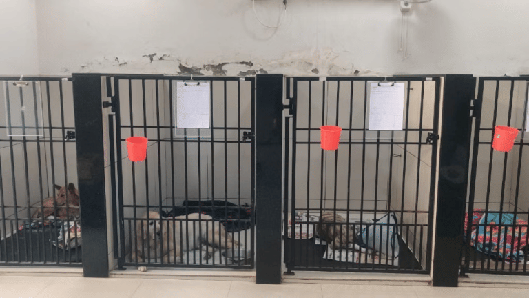 Owners’ consent must, only voluntary donations—Centre’s new blood transfusion rules for animals