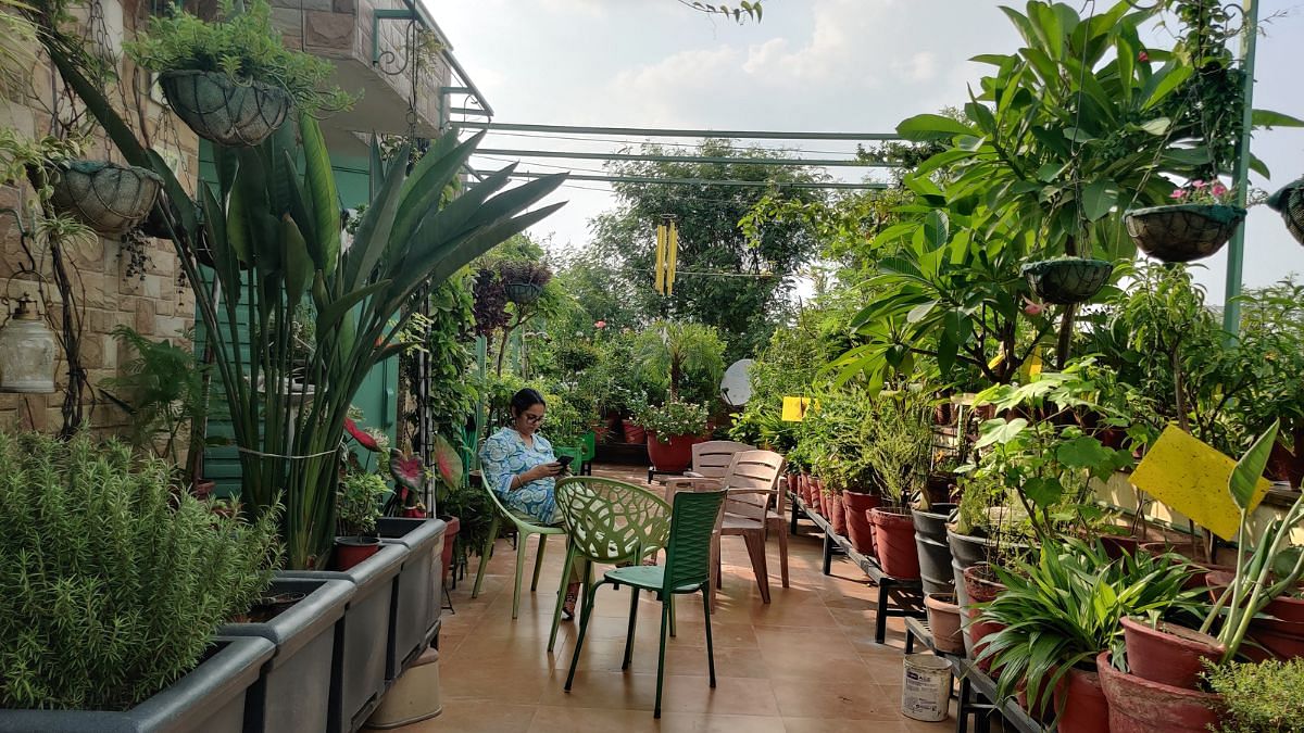 Tulsi to tomatoes — Delhi balconies are the site of a growing green revolution