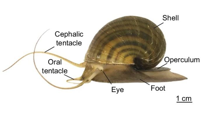 Apple snail | Source: Nature study