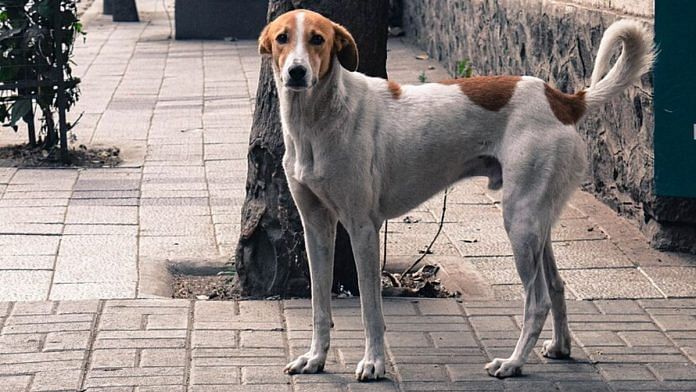 All stray dogs should be removed from Delhi-NCR streets, the Supreme Court has ordered | Commons