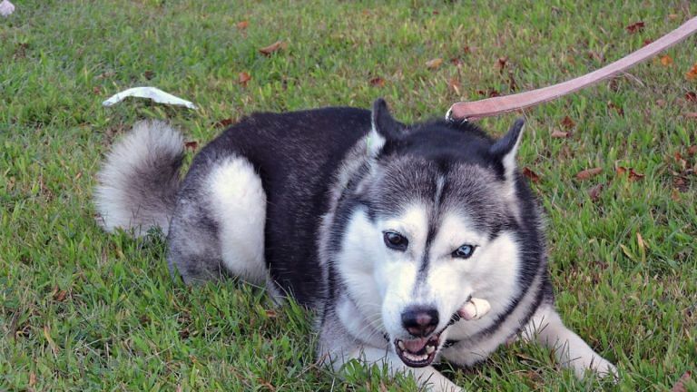 Gurugram dog attack is pet owners’ fault. It’s cruel to keep Siberian husky in this heat