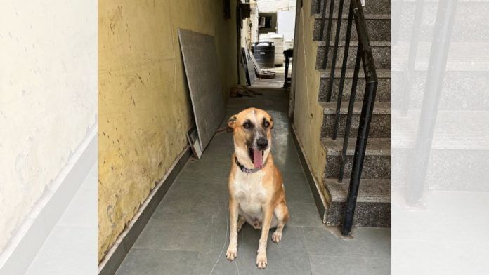 delhi stray dogs
