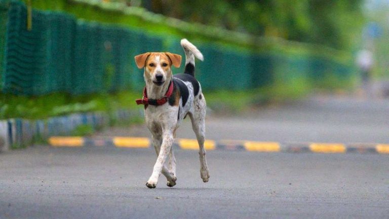Indians should adopt stray dogs. It’s what Hindu value system teaches