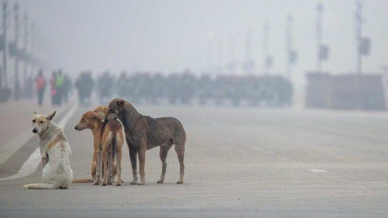 SC’s stray dog order fails Delhi. Courtroom absolutes don’t solve bad policy