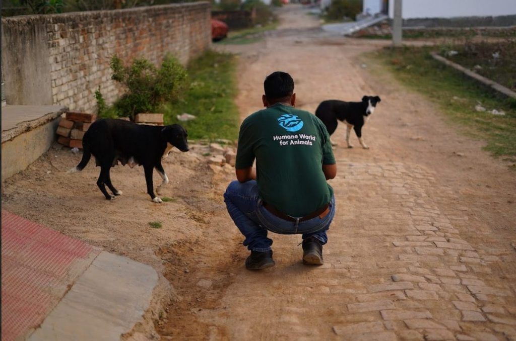 Stray dogs 