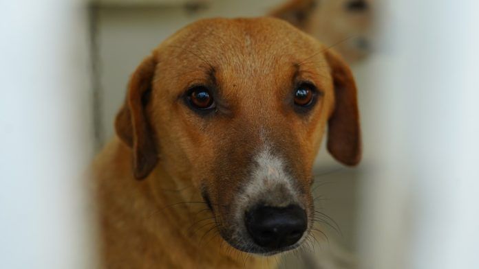 Stray dog