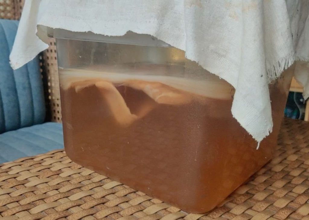 SCOBY inside a kombucha jar at Omo Cafe. The fermentation is underway | Photo: Triya Gulati | ThePrint 