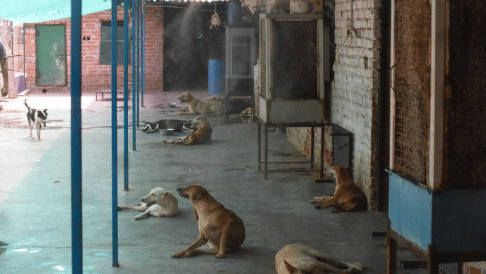 In detailed order, which was published on SC website Wednesday, SC said these instructions are both in interest of humans as well as dogs. | Ankit Roy/ThePrint