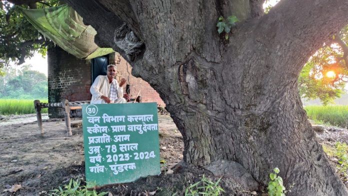 Haryana tree pension