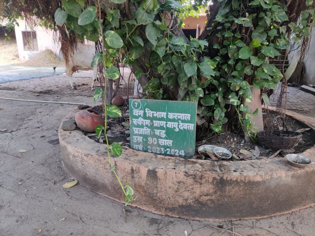 Banyan beneficiary