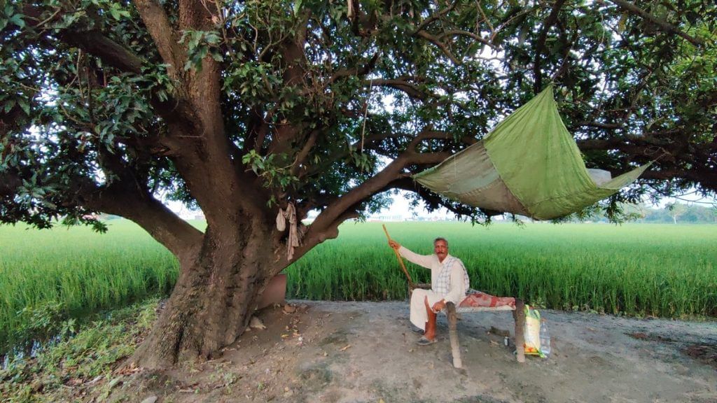 Mango tree Haryana