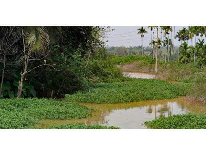 Healing India's Rivers: The Art of Living's Water Revolution