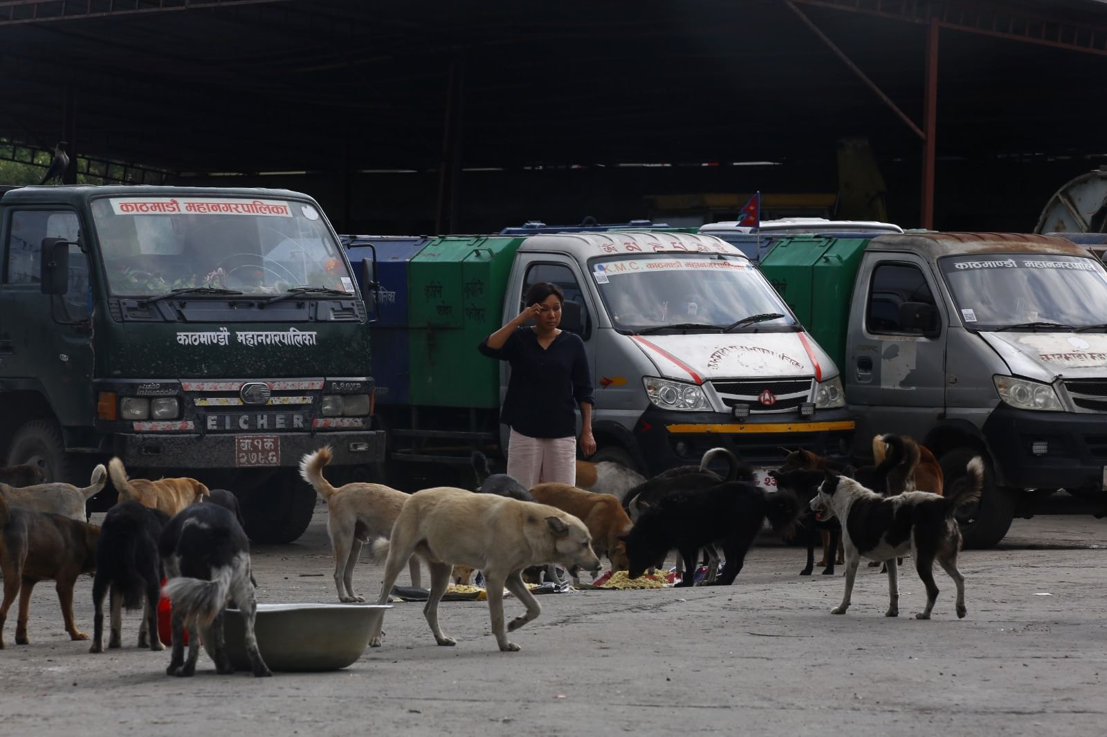 Animal feeders have been now driving to various spots in Kathmandu for providing food to stray dogs | Manisha Mondal | ThePrint